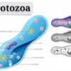 Memahami Cara Reproduksi Protozoa