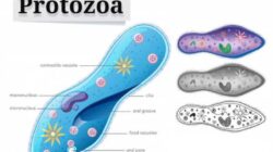 Protozoa bereproduksi dengan cara
