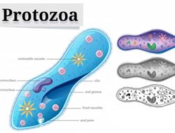 Memahami Cara Reproduksi Protozoa