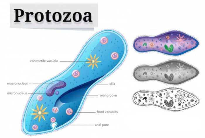 Protozoa bereproduksi dengan cara