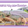 Habitat dan Nisca Tempat Hidup Organisme