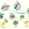 Jaring-Jaring Makanan Hutan Terganggu Jika…