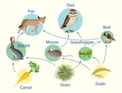 Jaring-Jaring Makanan Hutan Terganggu Jika…