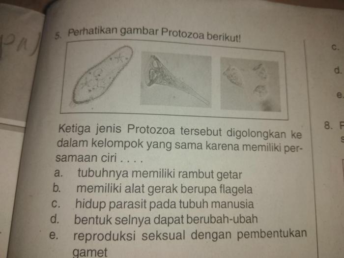 Protozoa bereproduksi dengan cara