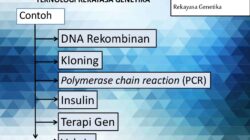 Rekayasa genetika sangat bermanfaat untuk kehidupan manusia antara lain
