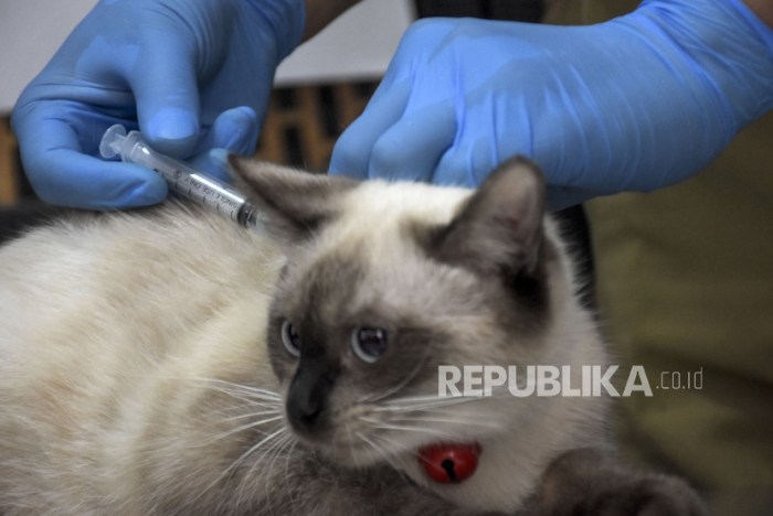 Cara penularan rabies dari manusia ke manusia