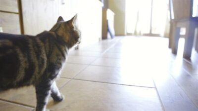 Cara Basmi Kutu Kucing di Rumah Panduan Lengkap dan Efektif