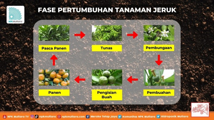 Daun jeruk berkembang biak dengan cara