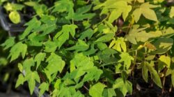 Cara Menyemai Bibit Pepaya California Panduan Lengkap untuk Petani Pemula