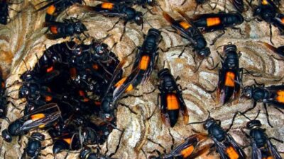 Cara Mengusir Tawon Hitam Panduan Lengkap dan Efektif untuk Rumah Anda