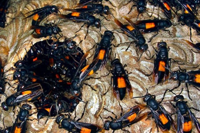 Cara mengusir tawon hitam