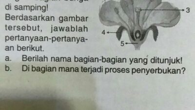 Gambar bunga dan cara penyerbukan