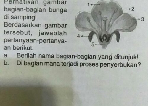 Gambar Bunga dan Cara Penyerbukan Keajaiban Alam dalam Perspektif Mendalam
