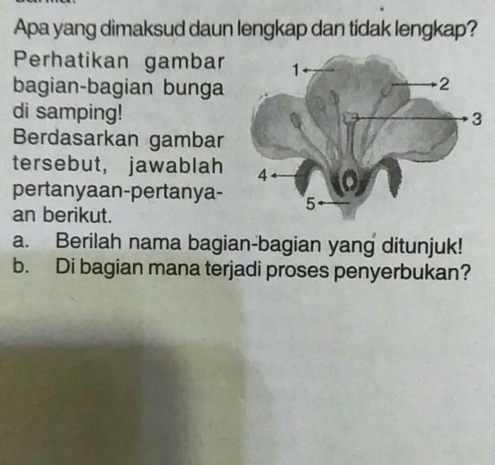Gambar Bunga dan Cara Penyerbukan Keajaiban Alam dalam Perspektif Mendalam