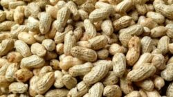 Cara rebus kacang tanah