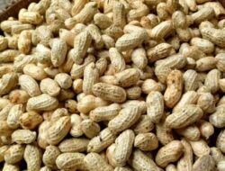 Cara Rebus Kacang Tanah Panduan Lengkap untuk Hasil Sempurna