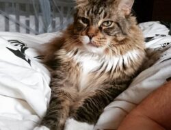 Cara Mengobati Mata Anak Kucing Belekan Panduan Lengkap & Efektif