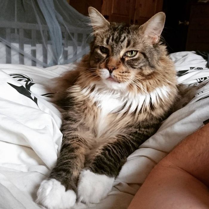 Cara mengobati mata anak kucing yang belekan