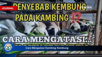 Cara Cepat Mengobati Kambing Kembung Panduan Lengkap untuk Peternak