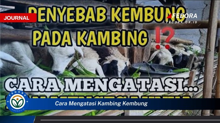Cara cepat mengobati kambing kembung