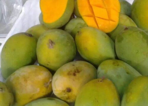 Cara Memilih Mangga Harum Manis Panduan Lengkap untuk Kualitas Terbaik