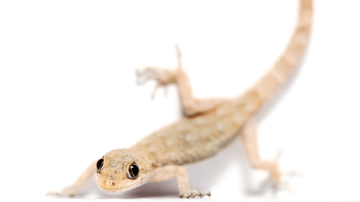 Cara Mengatasi Telur Lalat yang Termakan Panduan Lengkap dan Solusi