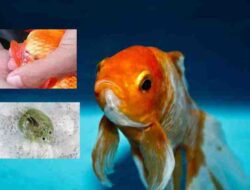Cara Menghilangkan Kutu Jarum pada Ikan Koki Panduan Lengkap dan Efektif