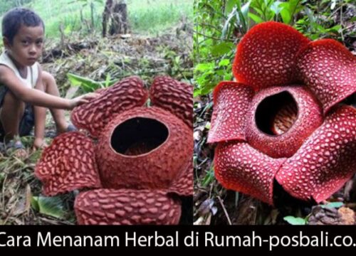Kita Dapat Melestarikan Tumbuhan Langka dengan Cara Upaya Konservasi yang Berkelanjutan