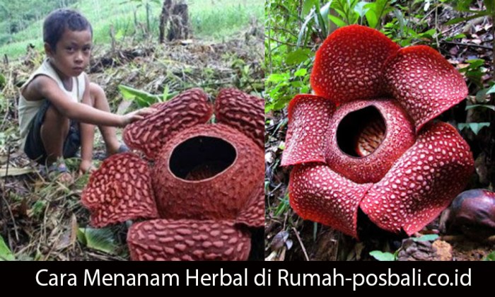 Kita Dapat Melestarikan Tumbuhan Langka dengan Cara Upaya Konservasi yang Berkelanjutan