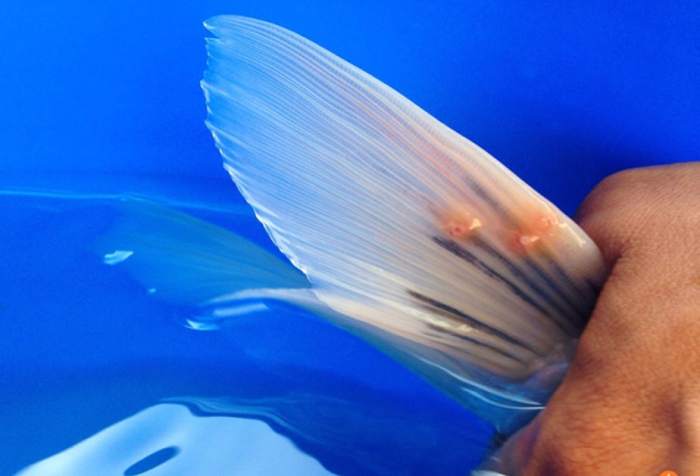Cara menghilangkan kutu jarum pada ikan koki