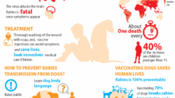 Cara Penularan Rabies dari Manusia ke Manusia Risiko dan Pencegahan