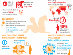 Cara Penularan Rabies dari Manusia ke Manusia Risiko dan Pencegahan