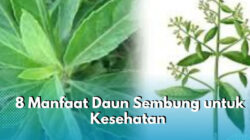 Cara mengolah serai untuk obat