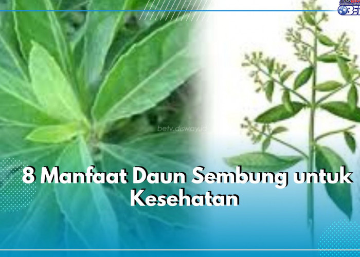 Cara mengolah serai untuk obat