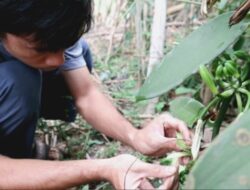 Bagaimana Manusia Membantu Penyerbukan Vanili Panduan Lengkap