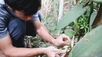 Bagaimana cara manusia membantu penyerbukan pada tanaman vanili jelaskan