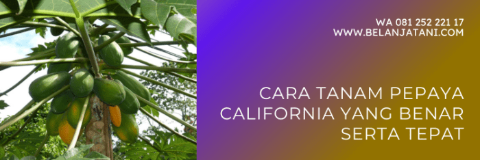 Cara menyemai bibit pepaya california