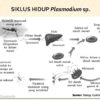 Protozoa Bereproduksi dengan Cara Penjelajahan Mendalam Metode Reproduksi