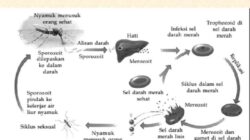 Protozoa bereproduksi dengan cara