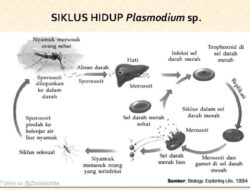 Protozoa Bereproduksi dengan Cara Penjelajahan Mendalam Metode Reproduksi