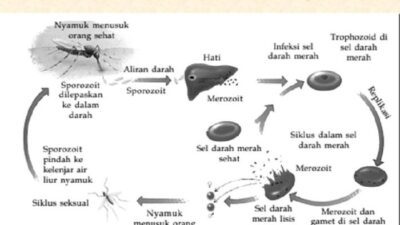 Protozoa bereproduksi dengan cara