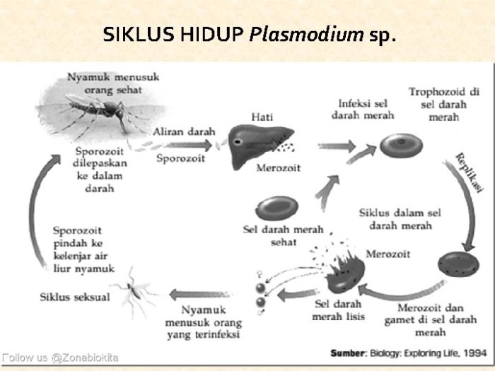 Protozoa bereproduksi dengan cara