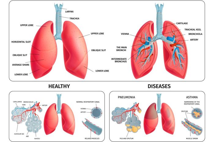 Bagaimana Cara Menjaga Kesehatan Organ Pernapasan Panduan Lengkap
