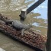 Cara Mengusir Biawak dari Rumah Panduan Lengkap dan Solusi Efektif