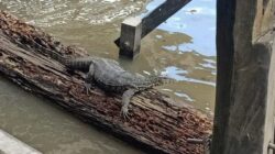 Cara Mengusir Biawak dari Rumah Panduan Lengkap dan Solusi Efektif