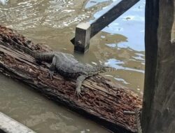 Cara Mengusir Biawak dari Rumah Panduan Lengkap dan Solusi Efektif