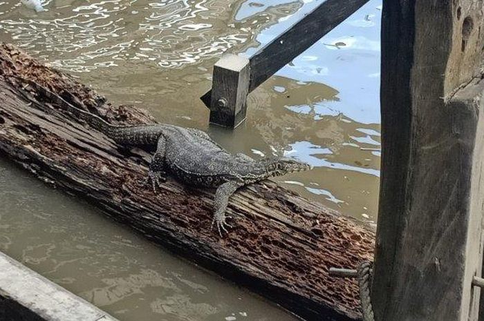 Cara mengusir biawak dari rumah