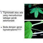 Memahami Tigmotropisme Respon Tumbuhan Terhadap Sentuhan