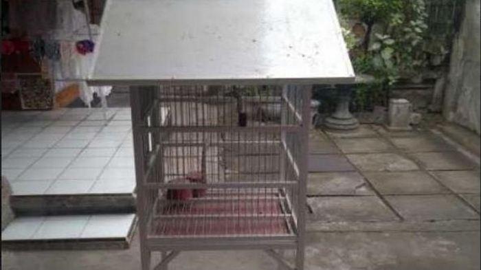 Cara Membuat Kandang Burung Beo yang Nyaman dan Aman 1 116a25c7823d746