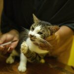 Cara Menghilangkan Kutu Kucing Kecil: Panduan Lengkap